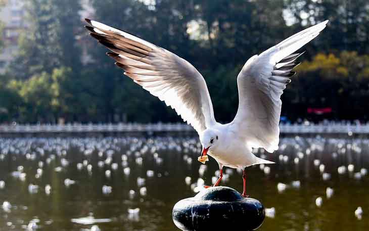 昆明翠湖公園的海鷗什么時(shí)候走，何時(shí)搬家？.jpg