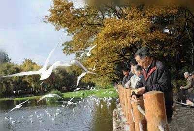 冬天去昆明哪里看海鷗？環(huán)西橋大觀河沿岸.jpg