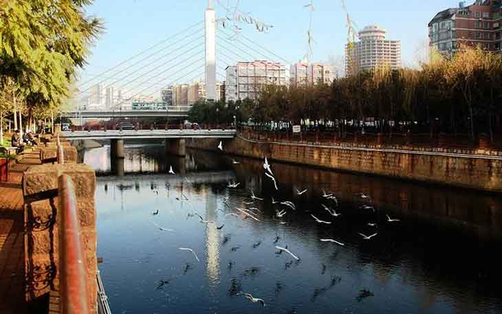 冬天去昆明哪里看海鷗？盤龍江得勝橋和雙龍橋.jpg