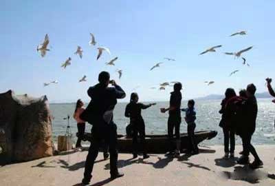冬天去昆明哪里看海鷗？海埂公園.jpg