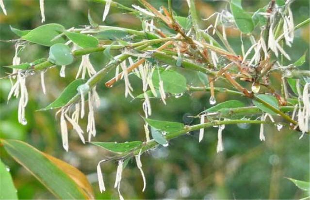 農(nóng)村俗語：“竹子開花，馬上搬家”，說的是啥意思？.jpg
